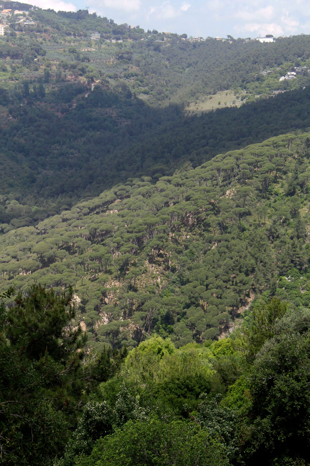 Shababik