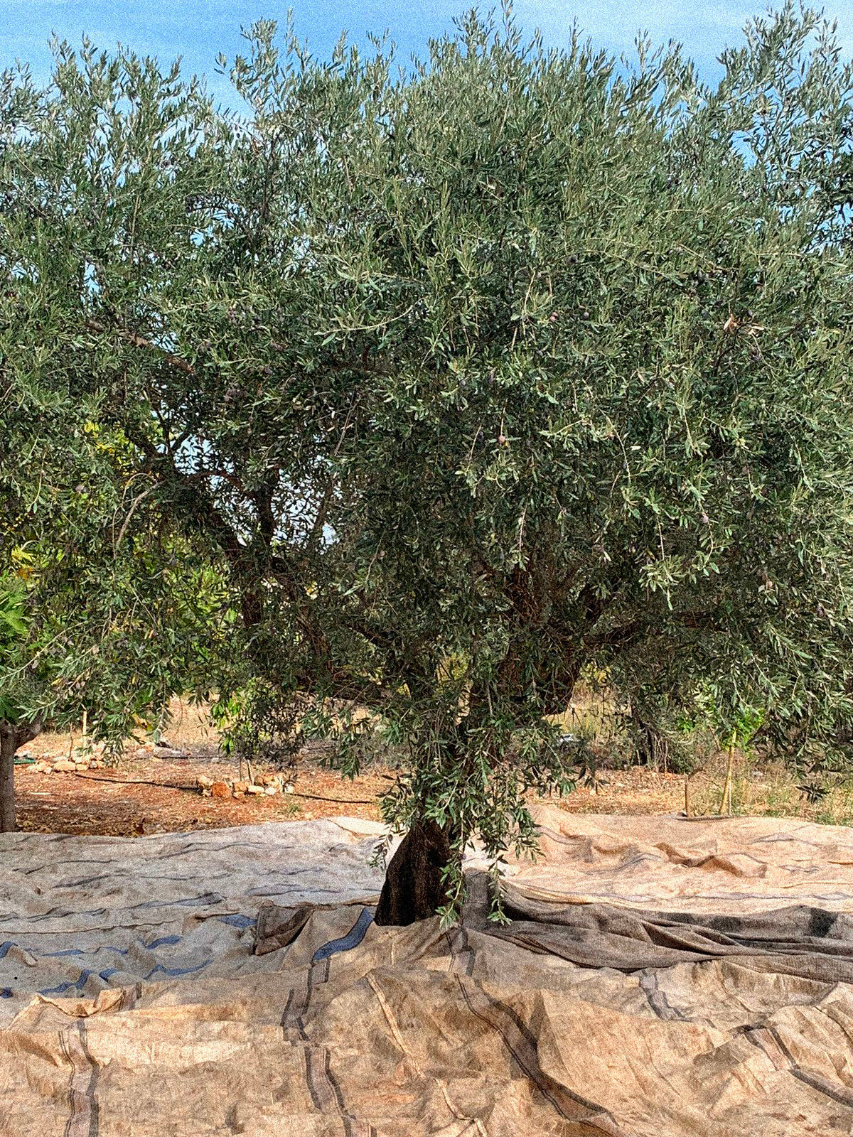 Shababik